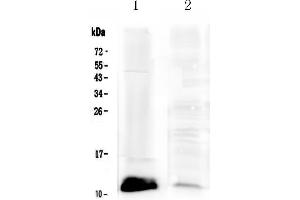 Western blot analysis of Tff1 using anti-Tff1 antibody . (TFF1 anticorps  (AA 22-87))