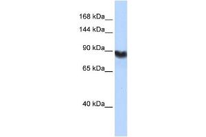 LIG1 antibody used at 1 ug/ml to detect target protein. (LIG1 anticorps  (Middle Region))