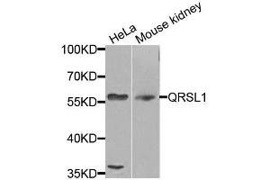 Western blot analysis of extracts of various cell lines, using QRSL1 antibody (ABIN5974691) at 1/1000 dilution. (QRSL1 anticorps)