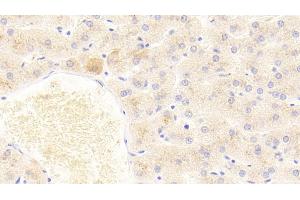 Detection of FGF2 in Human Liver Tissue using Polyclonal Antibody to Fibroblast Growth Factor 2, Basic (FGF2) (FGF2 anticorps  (AA 159-288))