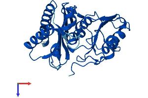 AlphaFold protein structure predicition of Mouse Recombinant Impa1 Protein, UniprotID O55023