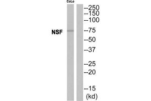 Western blot analysis of extracts from CoLo cells, using NSF antibody. (NSF anticorps  (Internal Region))