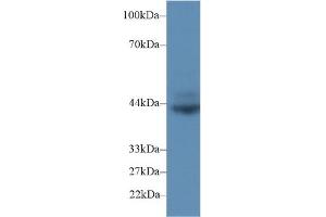 Detection of CD72 in Rat Spleen lysate using Polyclonal Antibody to Cluster Of Differentiation 72 (CD72)