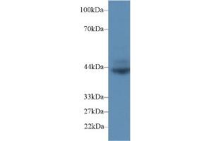 Detection of CD72 in Rat Spleen lysate using Polyclonal Antibody to Cluster Of Differentiation 72 (CD72) (CD72 anticorps  (AA 126-237))