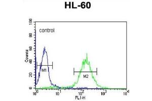 Flow Cytometry (FACS) image for anti-Cbl Proto-Oncogene B, E3 Ubiquitin Protein Ligase (CBLB) antibody (ABIN3003861)