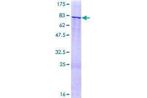 Image no. 1 for Zinc Finger Protein 83 (ZNF83) (AA 1-516) protein (GST tag) (ABIN1326458)