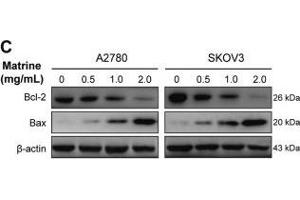Apoptosis induced by matrine in ovarian cancer cells. (BAX anticorps  (AA 1-100))