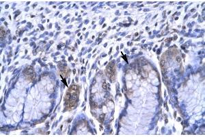 Human Stomach; RBPSUH antibody - C-terminal region in Human Stomach cells using Immunohistochemistry (RBPJ anticorps  (C-Term))