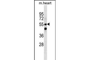 Mouse Smarcd1 Antibody (Center) (ABIN1881818 and ABIN2850422) western blot analysis in mouse heart tissue lysates (35 μg/lane). (SMARCD1 anticorps  (AA 309-335))