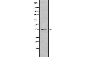 Western blot analysis Olfactory receptor 51F2 using K562 whole cell lysates