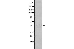 Western blot analysis Olfactory receptor 51F2 using K562 whole cell lysates (OR51F2 anticorps  (C-Term))