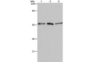 Western Blot analysis of A549, Hela and 293T cell using BAG5 Polyclonal Antibody at dilution of 1:500 (BAG5 anticorps)