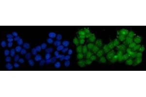 IF analysis of Serum Response Factor/SRF using anti-Serum Response Factor/SRF antibody (ABIN7600144). (SRF anticorps  (AA 154-508))