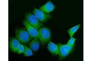 IF analysis of FKBP10 using anti-FKBP10 antibody (ABIN7601140). (FKBP10 anticorps  (AA 29-532))