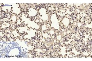 Immunohistochemical analysis of paraffin-embedded mouse lung tissue.