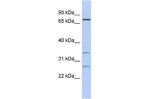 WB Suggested Anti-CEL Antibody Titration:  0. (Cholesterol Esterase anticorps  (C-Term))