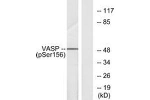 Western blot analysis of extracts from NIH-3T3 cells treated with forskolin 40 muM 30', using VASP (Phospho-Ser157) Antibody. (VASP anticorps  (pSer157))
