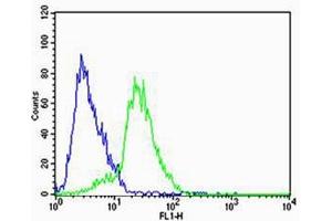 Flow cytometric analysis of SH-SY5Y cells using STRADA Antibody (C-term)(green, CatC) compared to an isotype control of rabbit IgG(blue). (STRADA anticorps  (C-Term))