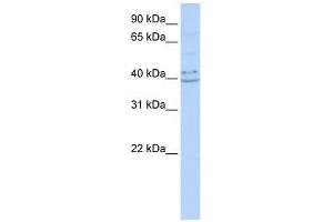 PYHIN1 antibody used at 0. (PYHIN1 anticorps  (N-Term))