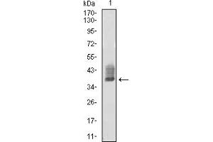 Western blot analysis using ATG10 mouse mAb against K562 (1) cell lysate.