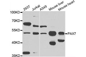 Western blot analysis of extracts of various cell lines, using PAX7 antibody. (PAX7 anticorps)