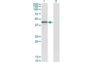 TRIB3 antibody  (AA 56-145)