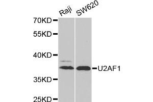 Western blot analysis of extracts of various cell lines, using U2AF1 antibody (ABIN6292320) at 1:1000 dilution. (U2AF1 anticorps)