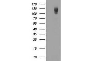 Western Blotting (WB) image for anti-phosphodiesterase 2A, CGMP-Stimulated (PDE2A) antibody (ABIN1500078) (PDE2A anticorps)