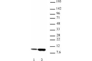 Histone H4 acetyl Lys5 antibody tested by Western blot. (Histone H4 anticorps  (acLys5))