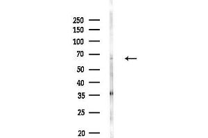 anti-RAD9 Homolog B (RAD9B) (C-Term) antibody