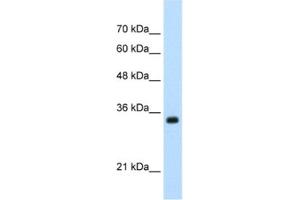 Western Blotting (WB) image for anti-Apolipoprotein B mRNA Editing Enzyme, Catalytic Polypeptide-Like 3D (APOBEC3D) antibody (ABIN2462344) (APOBEC3D anticorps)