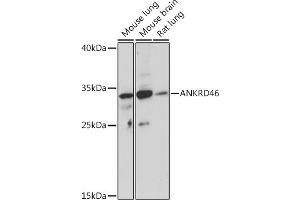 Western blot analysis of extracts of various cell lines, using  Rabbit pAb (ABIN7265614) at 1:1000 dilution. (ANKRD46 anticorps)