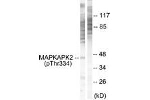 Western blot analysis of extracts from NIH-3T3 cells, using MAPKAPK2 (Phospho-Thr334) Antibody.