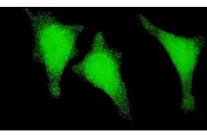 Immunofluorescence of monoclonal antibody to STAU1 on HeLa cell. (STAU1/Staufen anticorps  (AA 401-496))