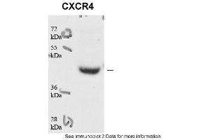 Sample type: human microvascular endothelial cells (25ug)Primary Dilution: 1:1000Secondary Antibody: Goat anti-Rabbit-HRPSecondary Dilution: 1:5000Image Submitted by: Andreas Eisenreich Charite Universitatsmedizin Berlin