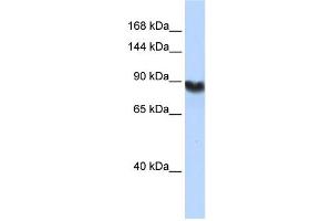 Western Blotting (WB) image for anti-Ligase I, DNA, ATP-Dependent (LIG1) antibody (ABIN2459730) (LIG1 anticorps)