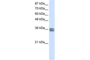 Western Blotting (WB) image for anti-Calcium Channel, Voltage-Dependent, gamma Subunit 4 (CACNG4) antibody (ABIN2461575) (CACNG4 anticorps)