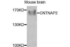 Western blot analysis of extracts of mouse brain, using CNTNAP2 antibody (ABIN5975295) at 1/1000 dilution. (CNTNAP2 anticorps)