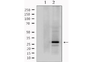 Western blot analysis of extracts from mouse brain, using MOG Antibody. (MOG anticorps  (C-Term))
