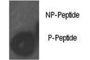 Dot blot analysis of phospho-Rb antibody. (Retinoblastoma Protein (Rb) anticorps  (pSer780))