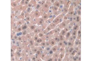 Used in DAB staining on fromalin fixed paraffin- embedded Kidney tissue (TSC22D3 anticorps  (AA 1-137))