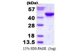 Image no. 1 for Inositol-Tetrakisphosphate 1-Kinase (ITPK1) protein (His tag) (ABIN1098354)