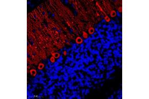 Immunofluorescent analysis of paraffin embedded rat cerebellum using HOMER3 (ABIN7074257) at dilution of 1: 700 (HOMER3 anticorps)