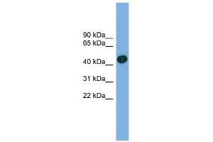 ACTRT1 antibody used at 1 ug/ml to detect target protein. (ACTRT1 anticorps  (Middle Region))