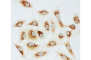 ICC testing of Cytochrome C antibody and A549 cells (Cytochrome C anticorps  (AA 91-105))