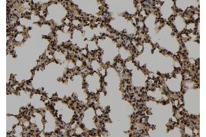 ABIN6272910 at 1/100 staining Mouse lung tissue by IHC-P. (CHCHD2 anticorps  (Internal Region))