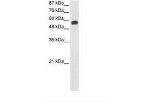 Image no. 2 for anti-Nucleolar Complex Associated 4 Homolog (NOC4L) (AA 401-450) antibody (ABIN6736234) (NOC4L anticorps  (AA 401-450))