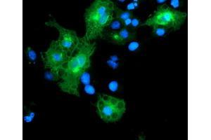 Immunofluorescence (IF) image for anti-Leucine Rich Repeat Containing 25 (LRRC25) antibody (ABIN1499199) (LRRC25 anticorps)