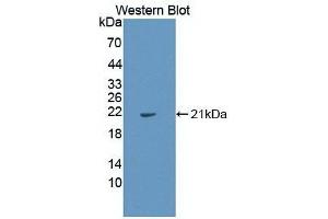 Detection of Recombinant IL1a, Human using Monoclonal Antibody to Interleukin 1 Alpha (IL1a)