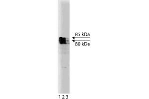 Western blot analysis of KIF3A on rat brain lysate. (KIF3A anticorps  (AA 563-671))